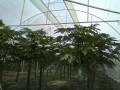 inv-tropical2